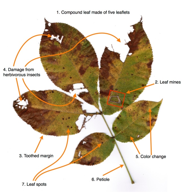 Hickory Leaf Ecology